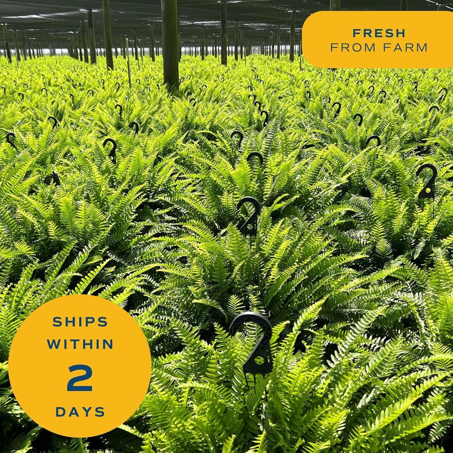 Costa Farms Ferns (2 Pack), Live Premium Boston Fern Plants in Hanging Basket Planters, Houseplants Potted in Soil Potting Mix, Outdoor Garden Gift, Beautiful Home Patio Décor, 16-Inches Tall