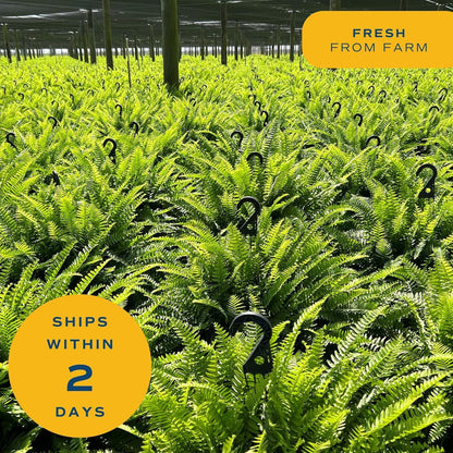 Costa Farms Ferns (2 Pack), Live Premium Boston Fern Plants in Hanging Basket Planters, Houseplants Potted in Soil Potting Mix, Outdoor Garden Gift, Beautiful Home Patio Décor, 16-Inches Tall