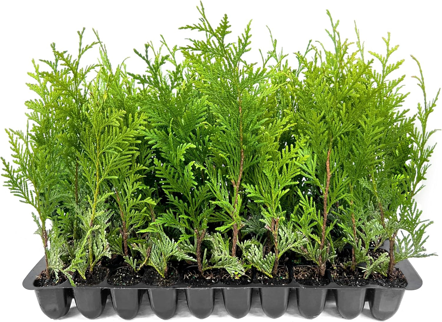 Thuja Green Giant | 10 Live Trees | Thuja standishii x plicata | Fast Growing Privacy Screen | Evergreen Landscape Plants for Borders
