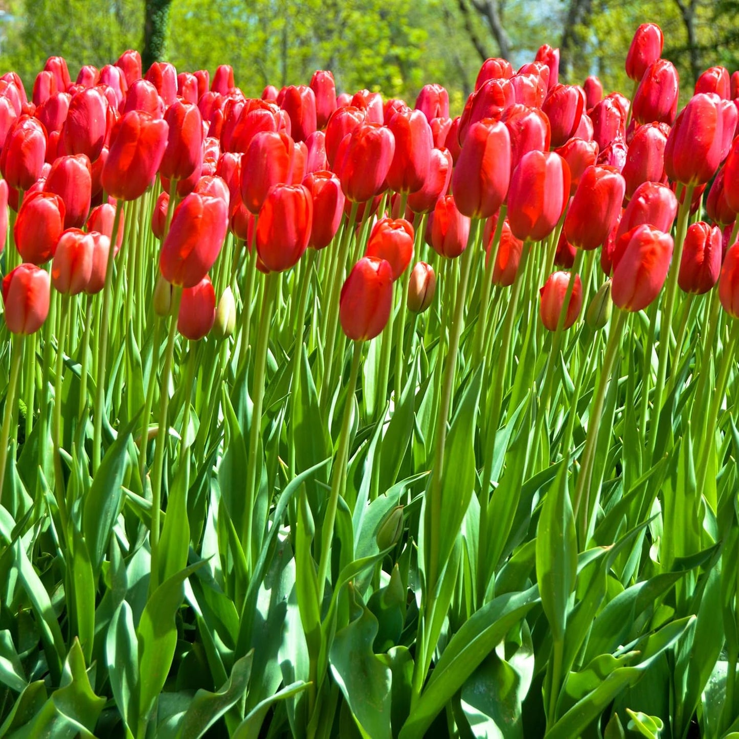 Giant Red Darwin Hybrid Tulips- 10 Bulbs – Premium Perennial Blooms | Tall, Vivid Scarlet Red Spring Flowers – Long-Lasting, for Outdoor Gardens & Fresh Cut Bouquets – Hardy Zones 3–8 (10 Bulbs)
