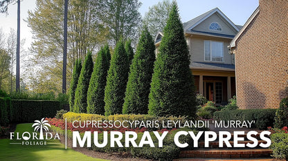 Murray Cypress | 60 Live Plants | Cupressocyparis leylandii 'Murray' | Fast Growing Privacy Trees | Evergreen Plants for Windbreaks