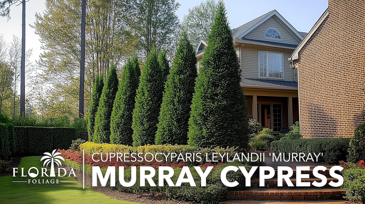 Murray Cypress | 40 Live Plants | Cupressocyparis leylandii 'Murray' | Fast Growing Privacy Trees | Evergreen Plants for Windbreaks