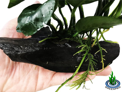 Greenpro (Anubias Barteri Butterfly) Anubias, Java Fern, Moss and More! Freshwater Live Aquarium Plants on Driftwood for Aquatic Tropical Fish Tank Decorations - Easy to Drop
