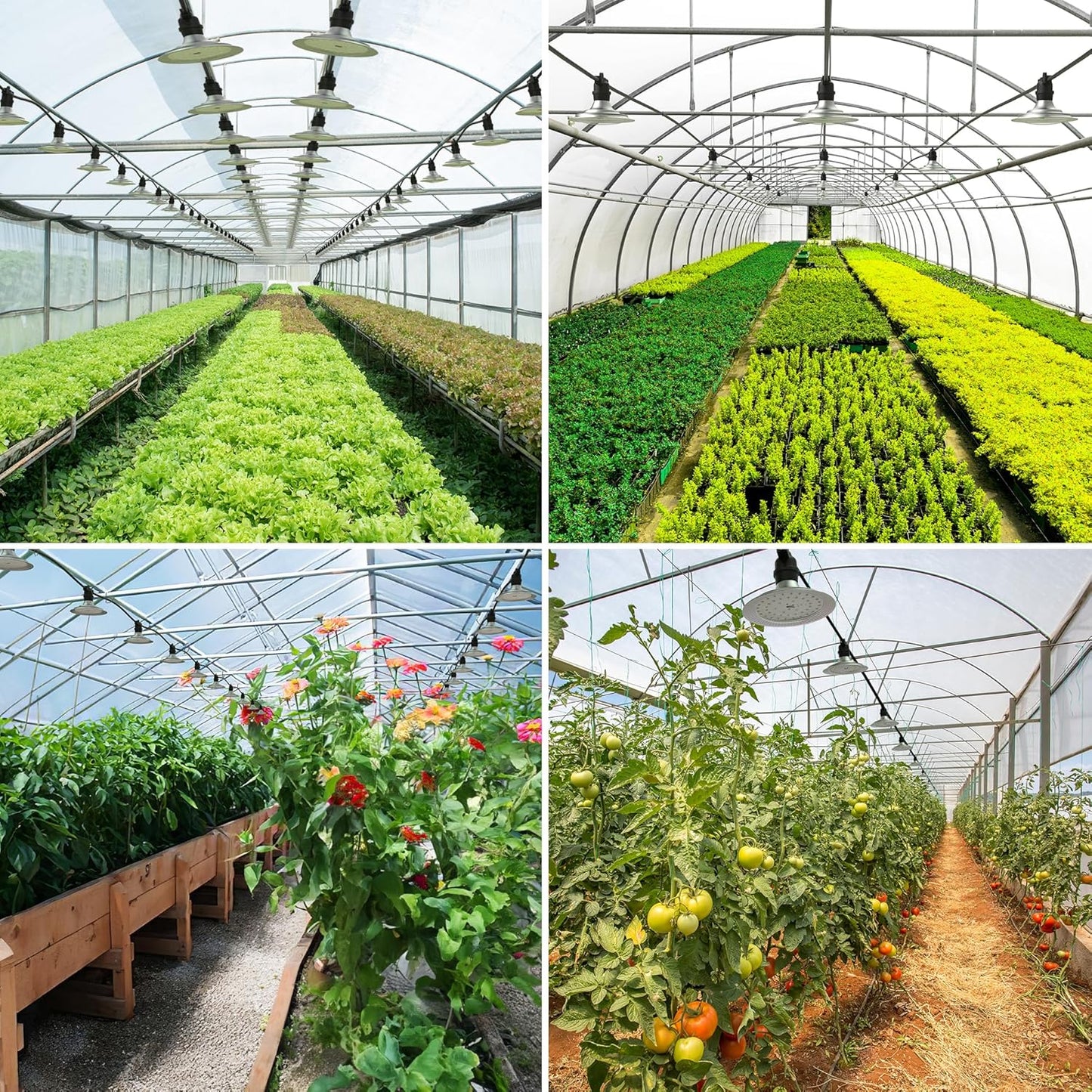 Outdoor LED Grow Lights, Waterproof String Plant Growing Light, Full Spectrum Growth Light with Timer, Suitable for Garden, Farm, Flower, Seedling Greenhouse Grow Light (6 Lights)