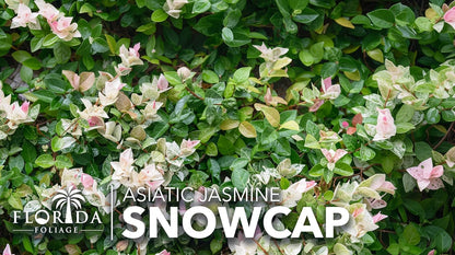 Asiatic Jasmine 'Snowcap' | 1 Large Gallon Size Plant | Trachelospermum Asiaticum Snowcap | Variegated Ground Cover Plants | Drought Tolerant Landscaping Vines