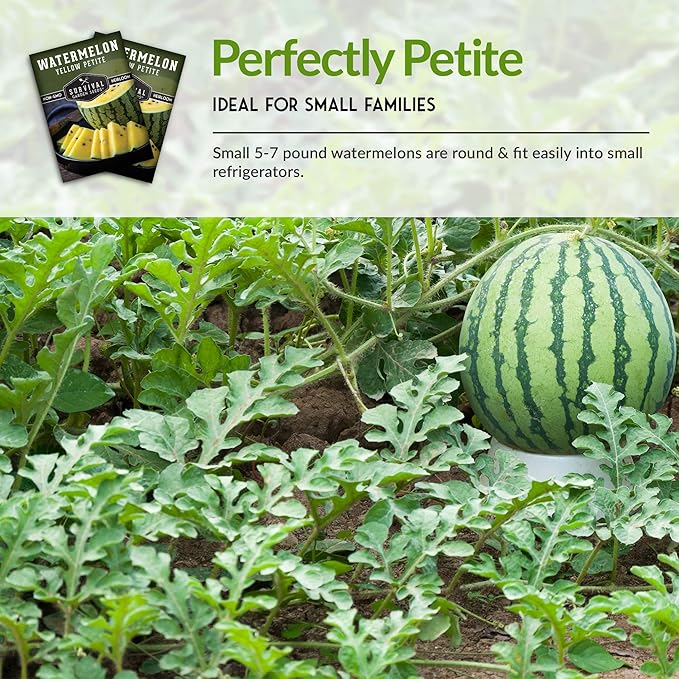Survival Garden Seeds - Yellow Petite Watermelon Seed for Planting - 3 Packs with Instructions to Plant and Grow Small Yellow Watermelons in Your Home Vegetable Garden - Non-GMO Heirloom Variety