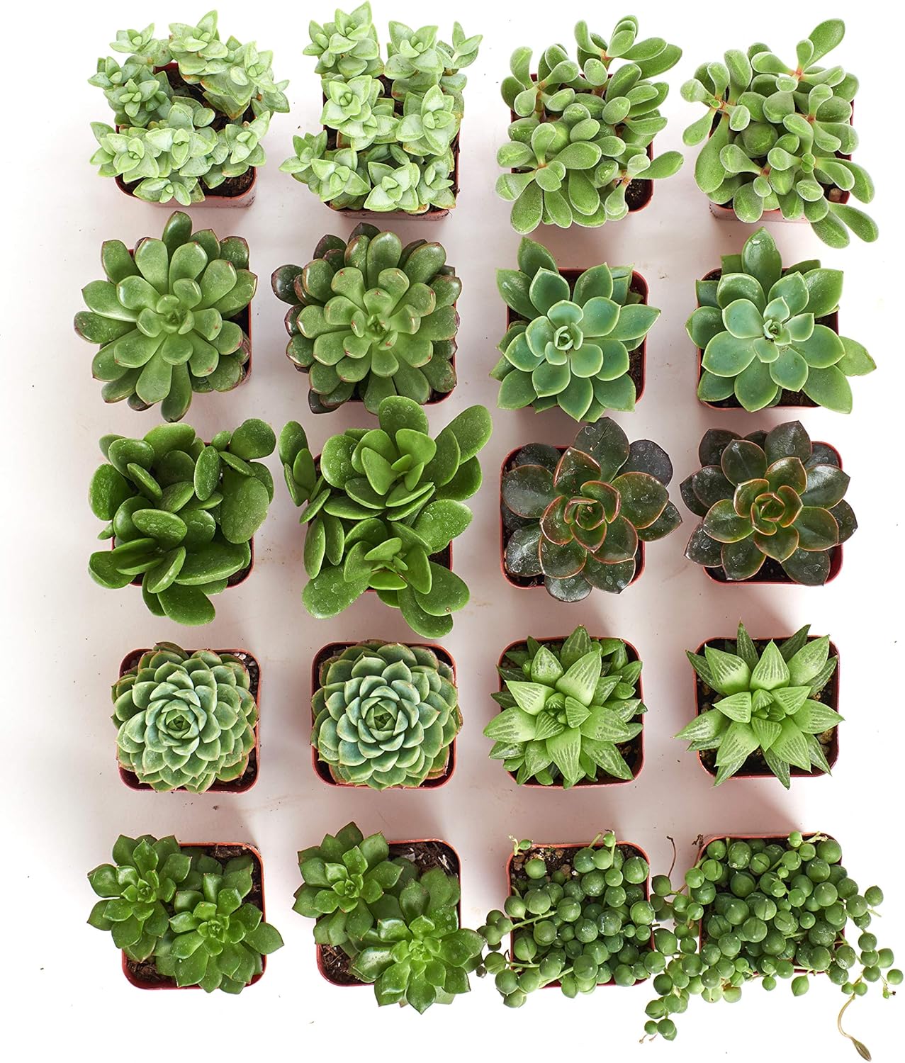 Shop Succulents Verde Succulent Plant Pack Bulk Collection - Live Mini Succulent Plants, Low Maintenance, Mix of Green Succulents & Textures - Wedding and Party Favors, Gift & Garden, Pack of 20