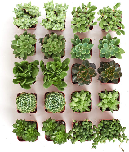 Shop Succulents Verde Succulent Plant Pack Bulk Collection - Live Mini Succulent Plants, Low Maintenance, Mix of Green Succulents & Textures - Wedding and Party Favors, Gift & Garden, Pack of 20