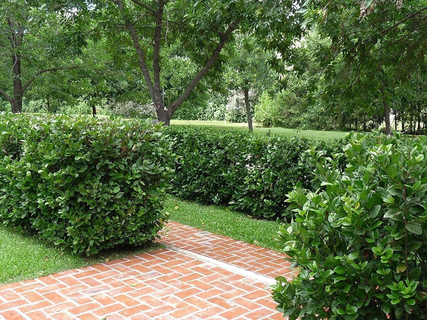 Viburnum Suspensum - 40 Live Plants - Evergreen Privacy Hedge