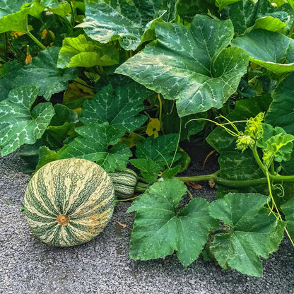 Squash Seeds - Winter - Cushaw Green Striped - 1 Oz ~170 Seeds - Cucurbita argyrosperma - Farm & Garden Vegetable Seeds - Non-GMO, Heirloom, Open Pollinated, Annual - AKA: Cushaw Green Striped Pumpkin