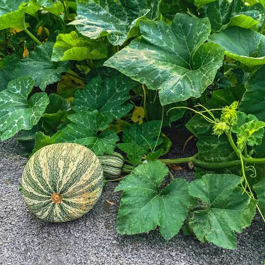 Squash Seeds - Winter - Cushaw Green Striped - 1 Oz ~170 Seeds - Cucurbita argyrosperma - Farm & Garden Vegetable Seeds - Non-GMO, Heirloom, Open Pollinated, Annual - AKA: Cushaw Green Striped Pumpkin