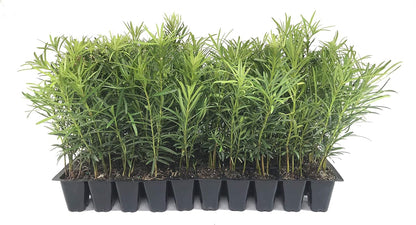 Podocarpus Japanese Yew | 40 Live Plants | Podocarpus Macrophyllus | Evergreen Shrub, Low Maintenance, Drought Tolerant, Privacy Screen Landscaping, Fast Growing, Ornamental Foliage