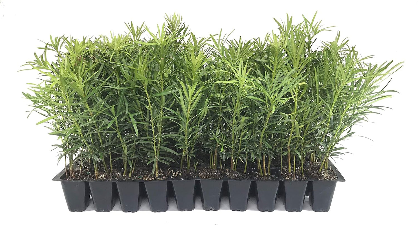 Podocarpus Japanese Yew | 50 Live Plants | Podocarpus Macrophyllus | Evergreen Shrub, Low Maintenance, Drought Tolerant, Privacy Screen Landscaping, Fast Growing, Ornamental Foliage