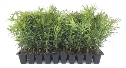 Podocarpus Japanese Yew | 50 Live Plants | Podocarpus Macrophyllus | Evergreen Shrub, Low Maintenance, Drought Tolerant, Privacy Screen Landscaping, Fast Growing, Ornamental Foliage