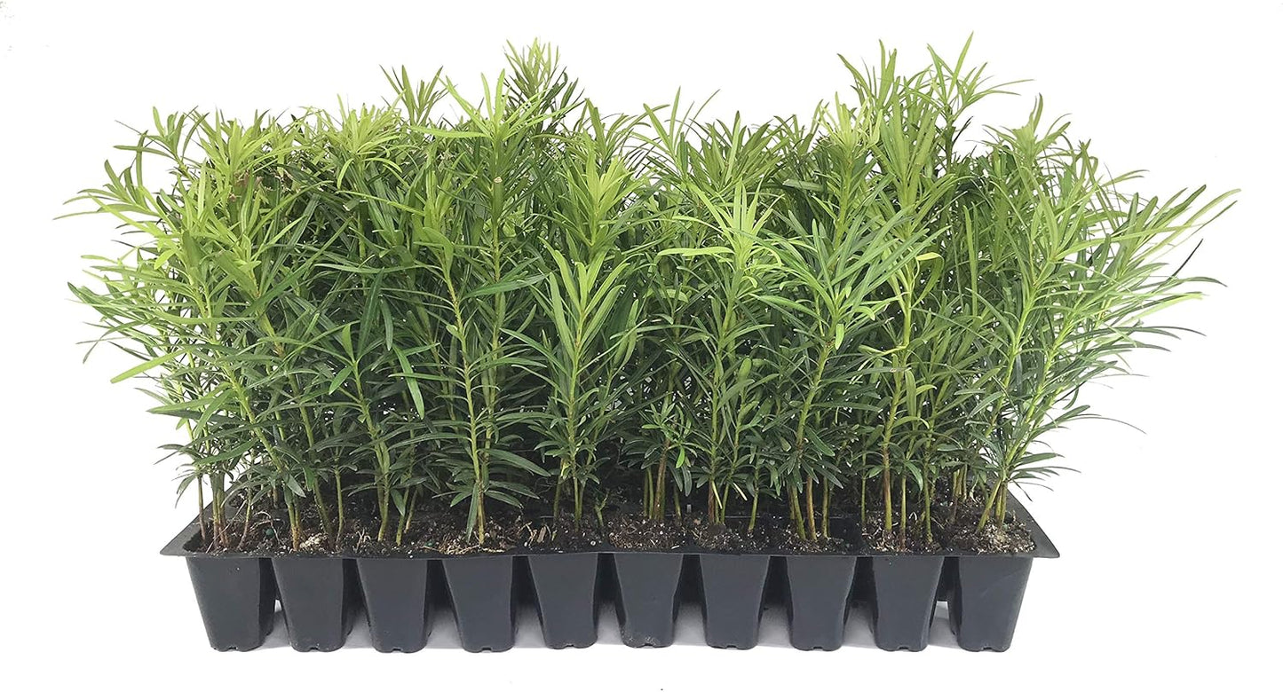 Podocarpus Japanese Yew | 10 Live Plants | Podocarpus Macrophyllus | Evergreen Shrub, Low Maintenance, Drought Tolerant, Privacy Screen Landscaping, Fast Growing, Ornamental Foliage