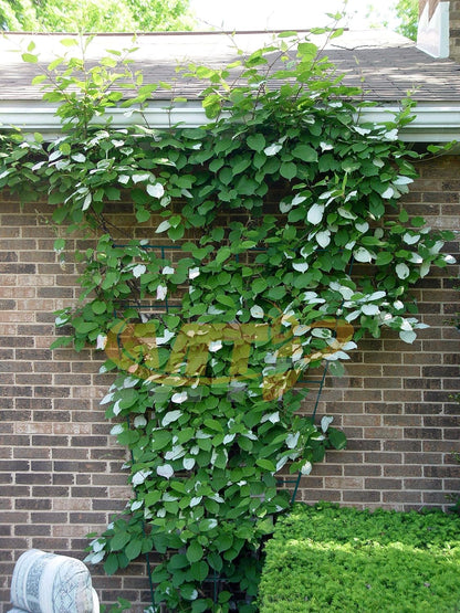 Green PVC Pot Trellis 57''x31.5 Metal Plant Stakes for Climbing Plants Pack of 2