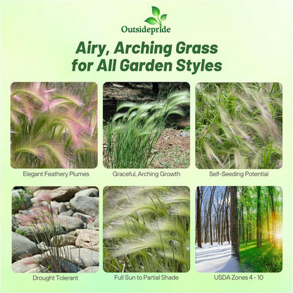Outsidepride 1000 Seeds Perennial Hordeum Jubatum Foxtail Barley Ornamental Grass Seed for Planting