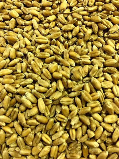 Non-GMO, Thunder Acres Premium Wheat Seed, Cat Grass Seed, Wheatgrass, Hard Red Winter Wheat (25 lbs.)