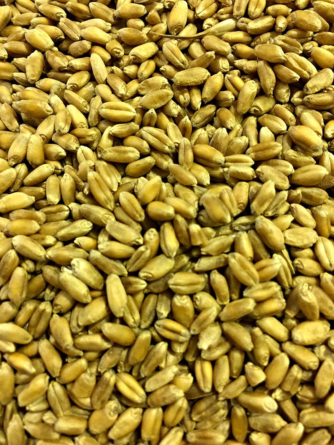 Non-GMO, Thunder Acres Premium Wheat Seed, Cat Grass Seed, Wheatgrass, Hard Red Winter Wheat (5 lbs.)