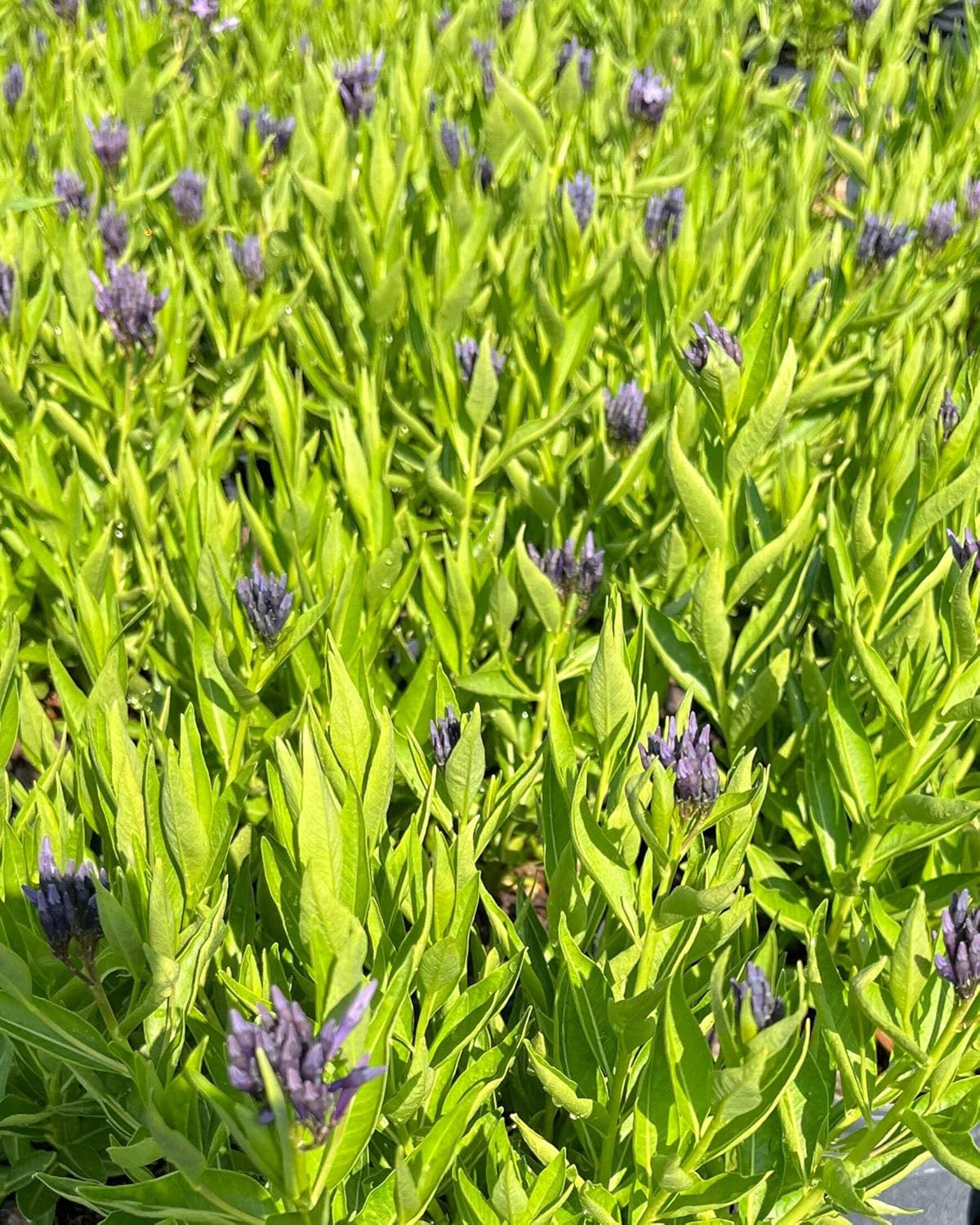 Perennial Farm Amsonia X 'Blue Ice' – Live Perennial in #1 Container, Clusters of Deep Blue Star-Shaped Blooms, Compact Habit, Drought Tolerant, Low Maintenance, Ideal for Borders & Landscapes