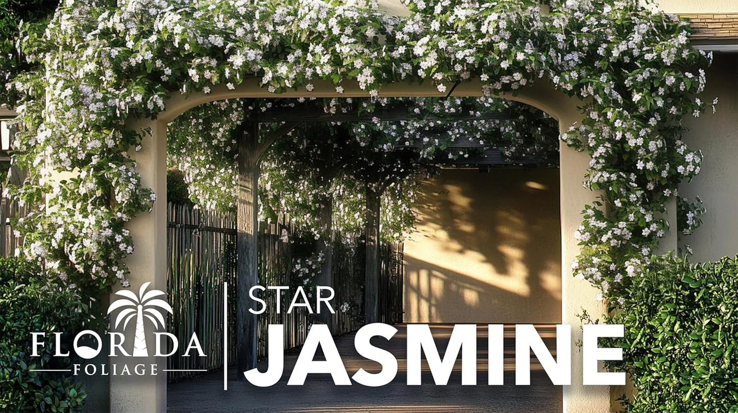 Star Jasmine | 20 Live Plants | Trachelospermum Jasminoides | Fragrant Blooming Evergreen Vine, Low Maintenance, Climbing, White Flowers, Attracts Pollinators, Drought Tolerant