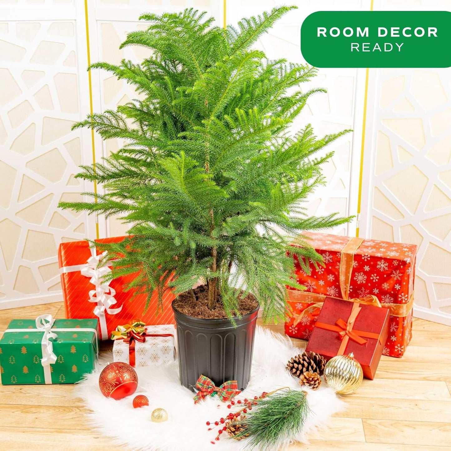 Costa Farms Live Christmas Tree, Large Norfolk Island Pine Live Plant in Plastic Pot, Indoor Houseplant, Seasonal Holiday Room or Office Decor, House Warming Gift, 3-4 Feet Tall