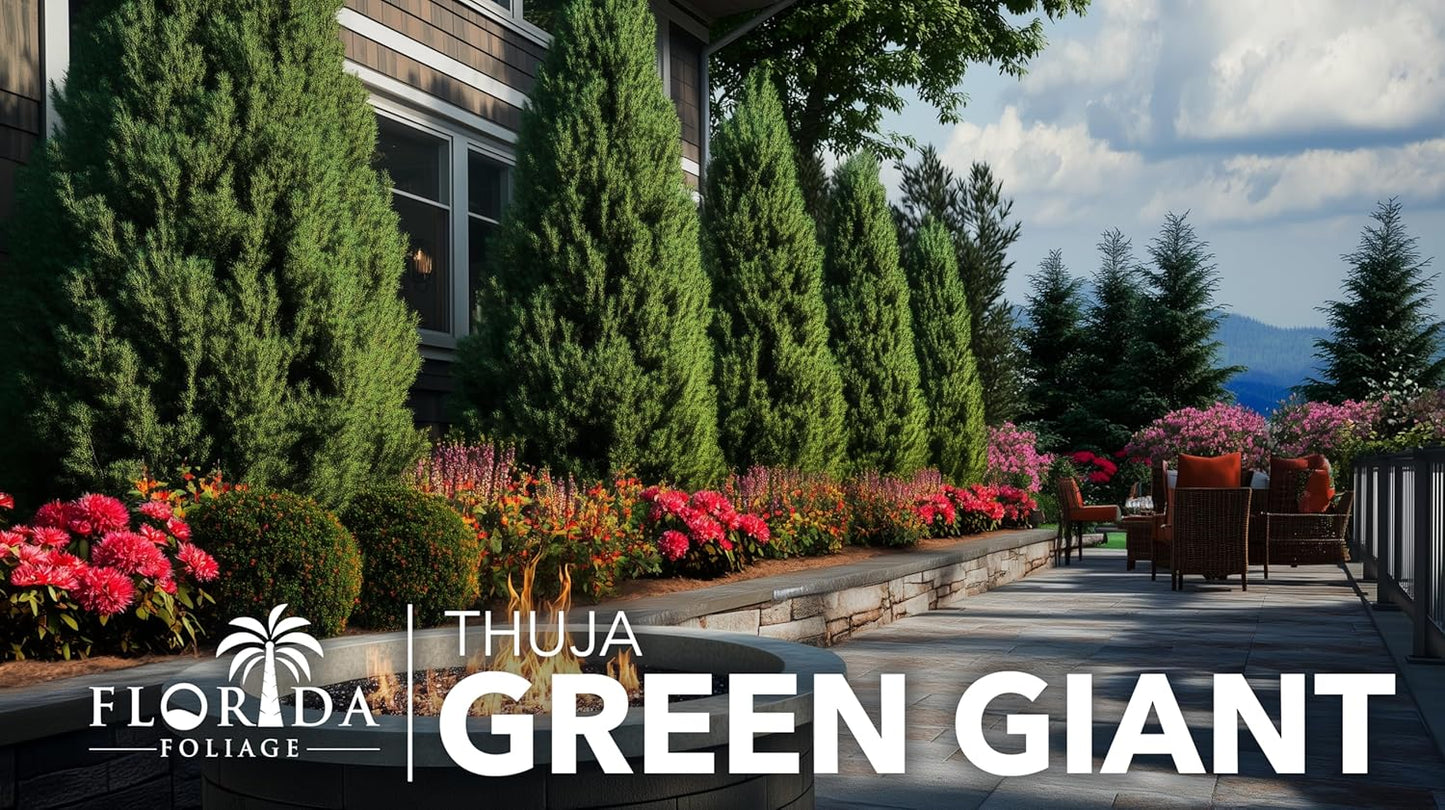 Thuja Green Giant | 1 Live Quart Size Tree | Thuja standishii x plicata | Fast Growing Privacy Screen | Evergreen Landscape Plants for Borders