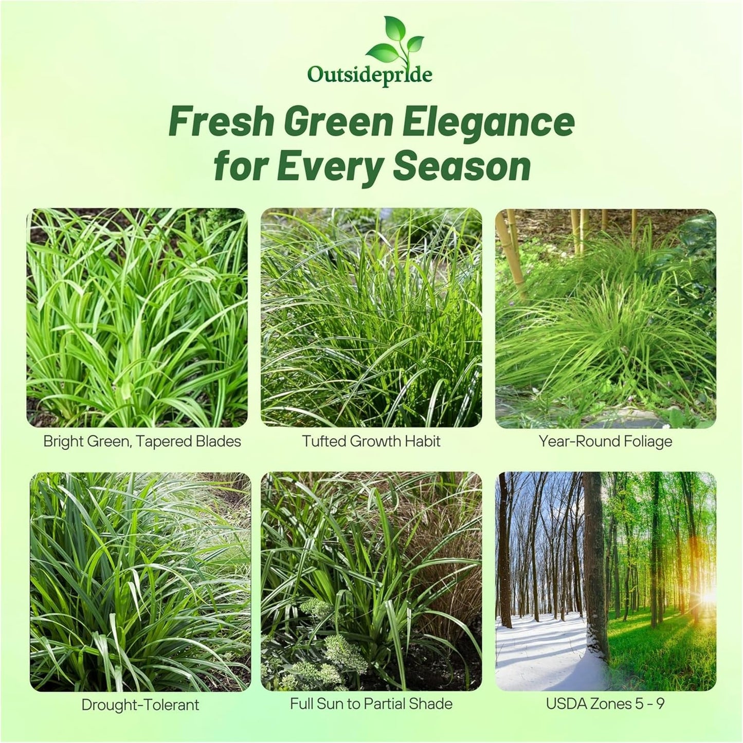 Outsidepride Carex Fresh Look Ornamental Grass Seed – 100 Pcs. Perennial, Low-Maintenance, Drought-Tolerant Grass Seeds with Low Growing Foliage for Borders, Ground Covers, & Outdoor Living Spaces