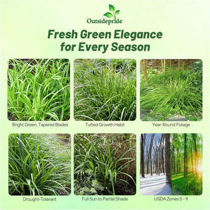 Outsidepride Carex Fresh Look Ornamental Grass Seed – 100 Pcs. Perennial, Low-Maintenance, Drought-Tolerant Grass Seeds with Low Growing Foliage for Borders, Ground Covers, & Outdoor Living Spaces