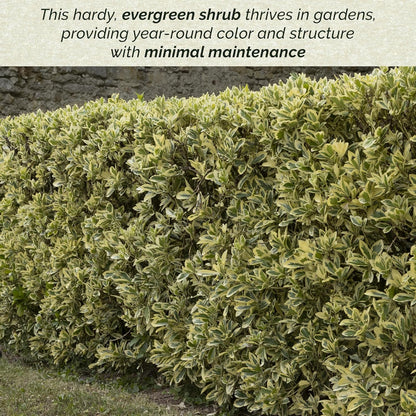 12 Silver King Euonymus, Live Plants – Euonymus Japonica – Hardy Variegated Evergreen Shrub in 2.5” Nursery Cubes – Low-Maintenance & Highly Adaptable for Landscaping
