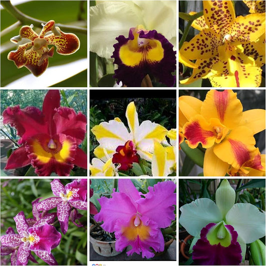 5 Live Orchid Plants (Cattleya, Oncidium, Dendrobium, Vanda, and Phalaenopsis ) Premium Beautiful
