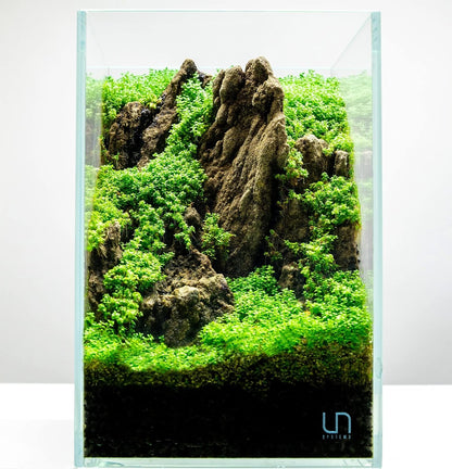 Ultum Nature Systems Dwarf Baby Tears Hemianthus Callitrichoides Cuba Tissue Culture Live Plant for Aquarium, Aquascape, Planted Freshwater Fish Tanks - 100% Snail Free in Vitro