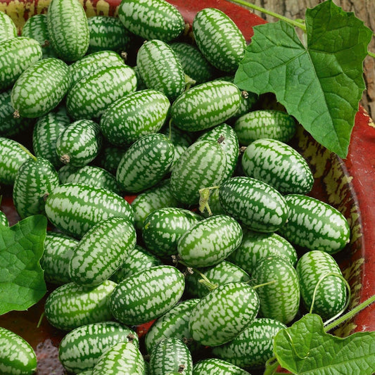 Cucamelon Seeds - 4 Oz ~3600 Seeds - Heirloom, Non-GMO Gardening - AKA: Mexican Sour Gherkin, Sandia De Raton
