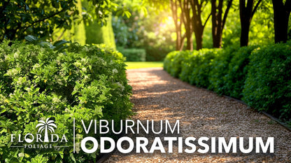 Viburnum Odoratissimum | 10 Live Plants | Viburnum odoratissimum | Fast Growing Privacy Hedge | Evergreen Screening Shrub