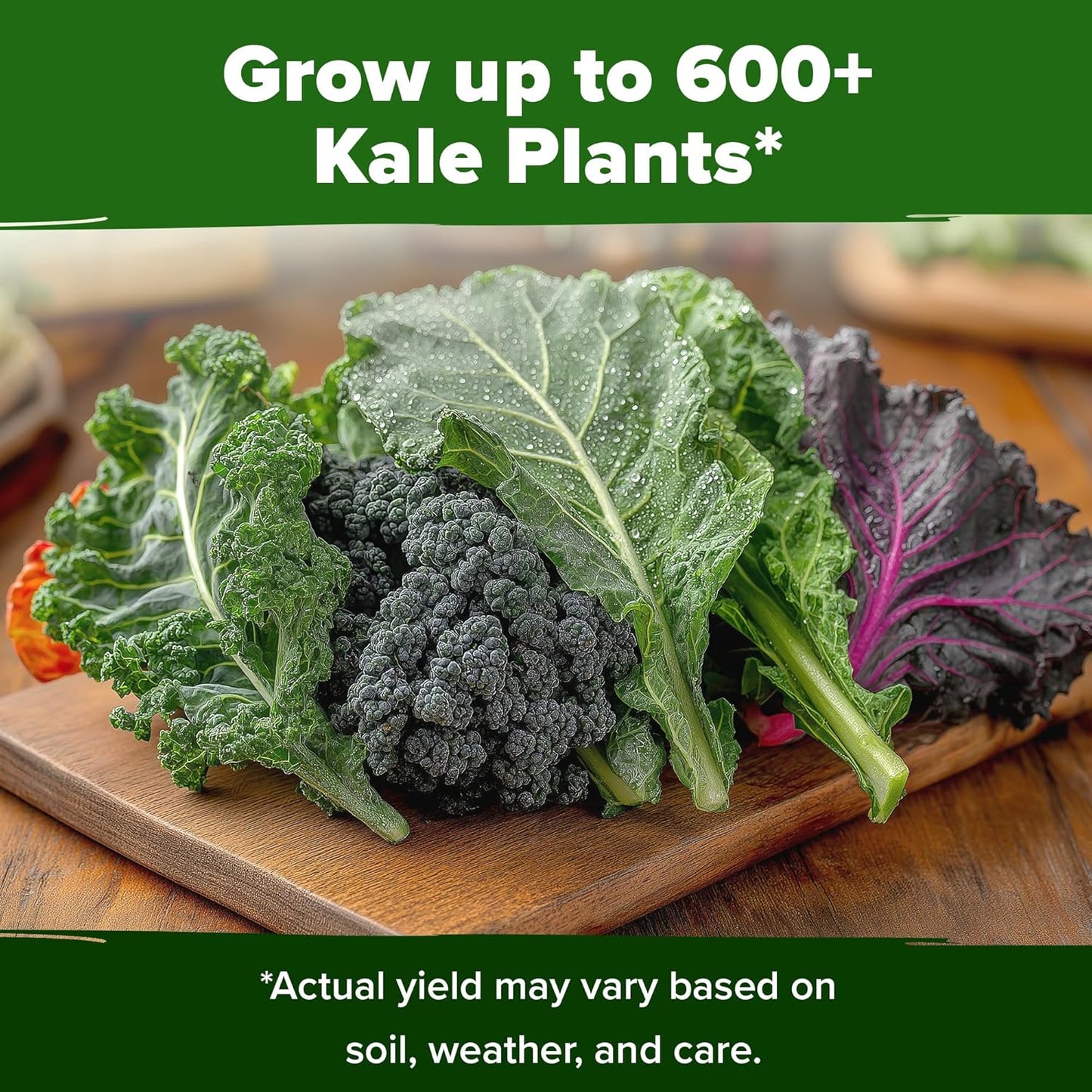 HOME GROWN 𝗨𝗦𝗔 𝗣𝗥𝗘𝗠𝗜𝗨𝗠 Heirloom Vegetable Seeds 𝗡𝗢𝗡-𝗚𝗠𝗢 Vegetable Seeds for Planting Home Garden, Beans, Carrots, Peppers, Cucumber, Kale, Pepper Seeds, Tomato (4 Kale)