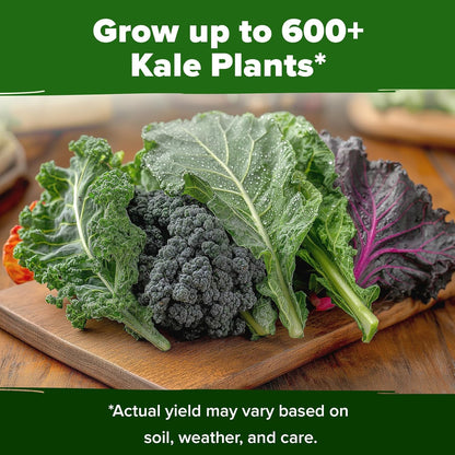 HOME GROWN 𝗨𝗦𝗔 𝗣𝗥𝗘𝗠𝗜𝗨𝗠 Heirloom Vegetable Seeds 𝗡𝗢𝗡-𝗚𝗠𝗢 Vegetable Seeds for Planting Home Garden, Beans, Carrots, Peppers, Cucumber, Kale, Pepper Seeds, Tomato (4 Kale)