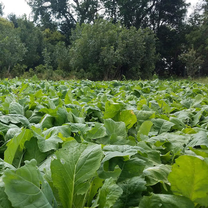 Crush Pro Brassica Blend - Fall Deer Food Plot Seed - Frost-Sweetened Brassicas for Heavy Graze, Strong Trail-Cam Traffic, and Repeat Site Visits - 2 lb