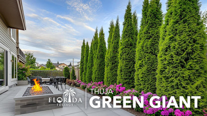 Thuja Arborvitae Green Giant - 12 Live Quart Size Plants - Evergreen Privacy Trees