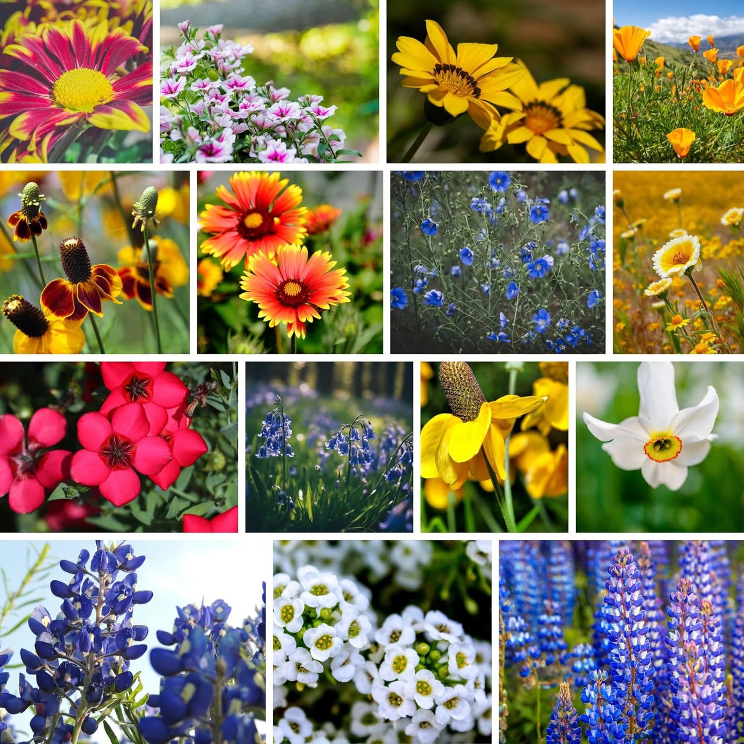 Southwestern Wildflower Seeds Bulk – 1/4 lb, 160,000+ Seeds – Native Desert Flower Mix – Annual & Perennial Wildflower Seed for Pollinators and Dry Climates