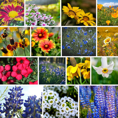 Southwestern Wildflower Seeds Bulk – 1/4 lb, 160,000+ Seeds – Native Desert Flower Mix – Annual & Perennial Wildflower Seed for Pollinators and Dry Climates