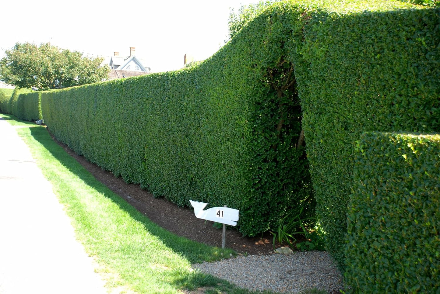 Curled Leaf Privet - Ligustrum Japonicum Recurvifolium - 40 Live Plants - Evergreen Flowering Privacy Hedge