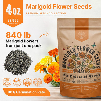 Marigold Seeds Pack 4 oz - Over 37,000 Non-GMO Heirloom Marigold Seeds for Planting Indoor & Outdoor Gardening, Flower Seed for Planting Home and Garden, Flowers Seed in Individual Packet