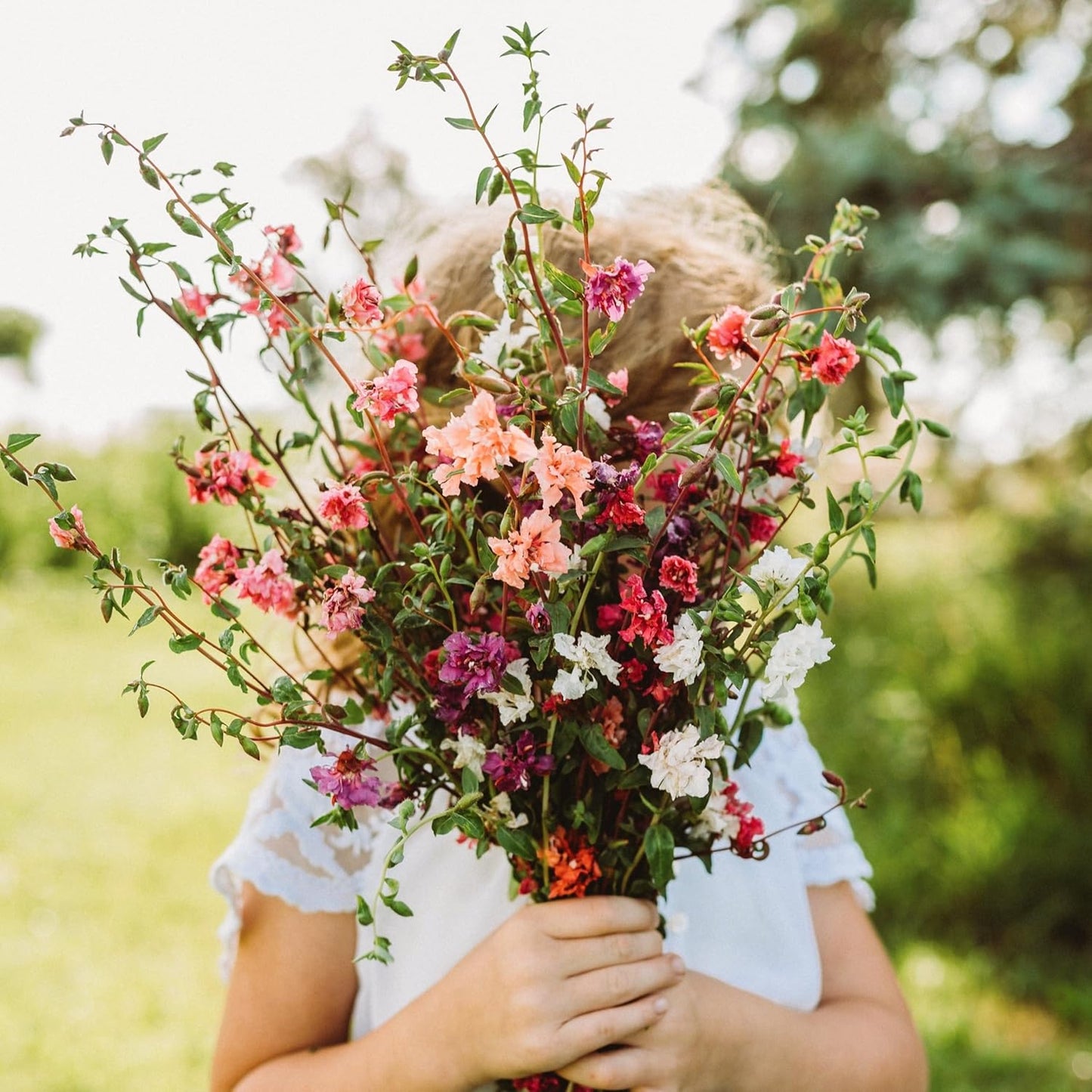 Mountain Garland Mix (Elegant Clarkia) - 250 Seeds - Beautiful Pink, Purple & White Flowers, Non-GMO Heirloom Clarkia Seeds for Planting in The Home Garden, Thresh Seed Company