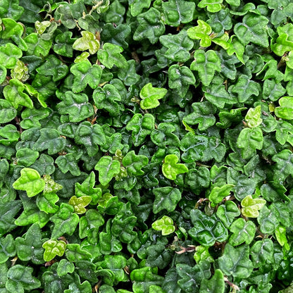 Ficus Pumila Quercifolia | 3 Live Plants | Oak Leaf Creeping Fig, Easy-Care Indoor/Outdoor Trailing Vine Plant, Perfect for Walls and Ground Cover