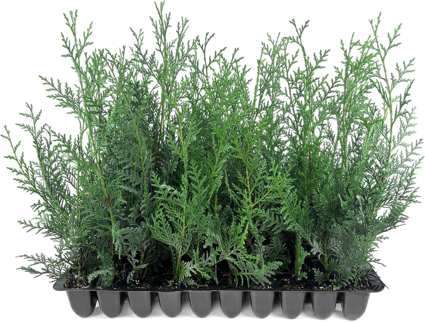Leyland Cypress | 20 Live Plants | Cupressus × leylandii | Fast Growing Evergreen Trees | Privacy Hedge Plants for Landscaping