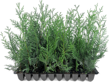 Leyland Cypress | 20 Live Plants | Cupressus × leylandii | Fast Growing Evergreen Trees | Privacy Hedge Plants for Landscaping