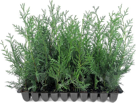 Leyland Cypress | 20 Live Plants | Cupressus × leylandii | Fast Growing Evergreen Trees | Privacy Hedge Plants for Landscaping