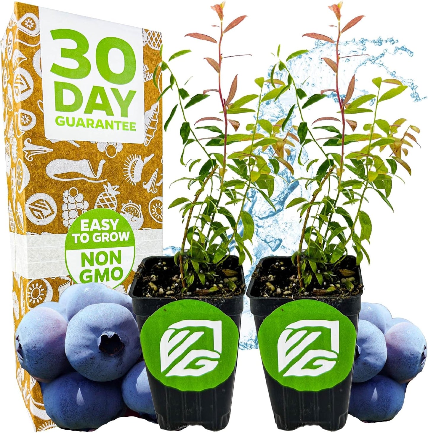 Wellspring Gardens Blueberries Live Plants - Blueberries Starter Plants - Garden Starter (Darrow 2-Pack, Blueberry)