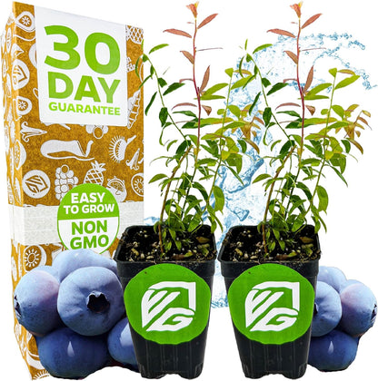 Wellspring Gardens Blueberries Live Plants - Blueberries Starter Plants - Garden Starter (Darrow 2-Pack, Blueberry)