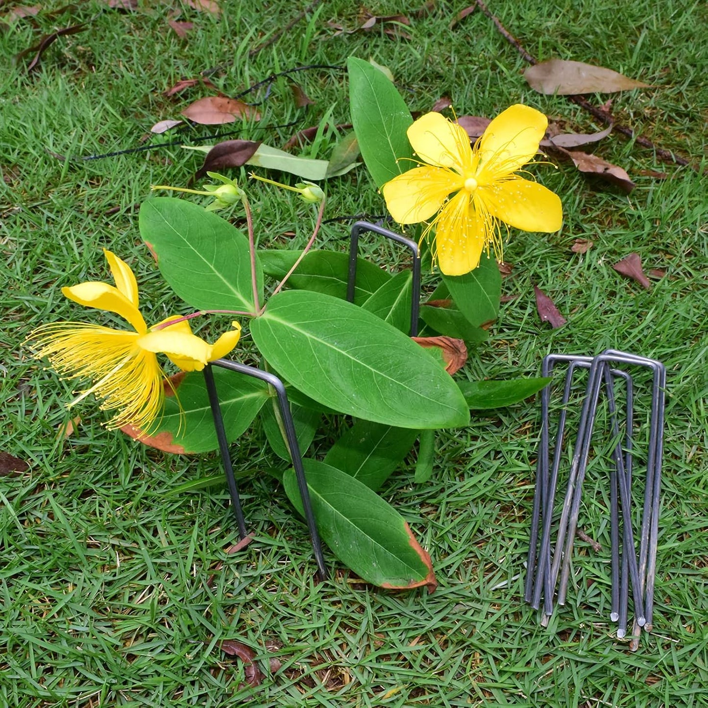 MySit 6" Garden Staples Landscape Stakes Ground Pins 100 Pack, Lawn Staples Weed Fabric Staple, Heavy Duty 11-Gauge(3.0mm) Steel Sod Anchor Securing Pegs for Securing Fabric
